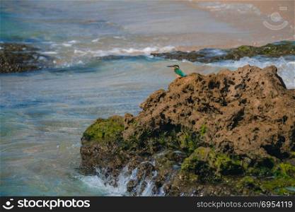Common kingfisher Alcedo atthis bird sitting on the sea rock at the beach in Israel.