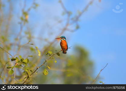 Common Kingfisher, Alcedo atthis on a branch at Sagareshwar wildlife sanctuary, Sangli, Maharashtra, India