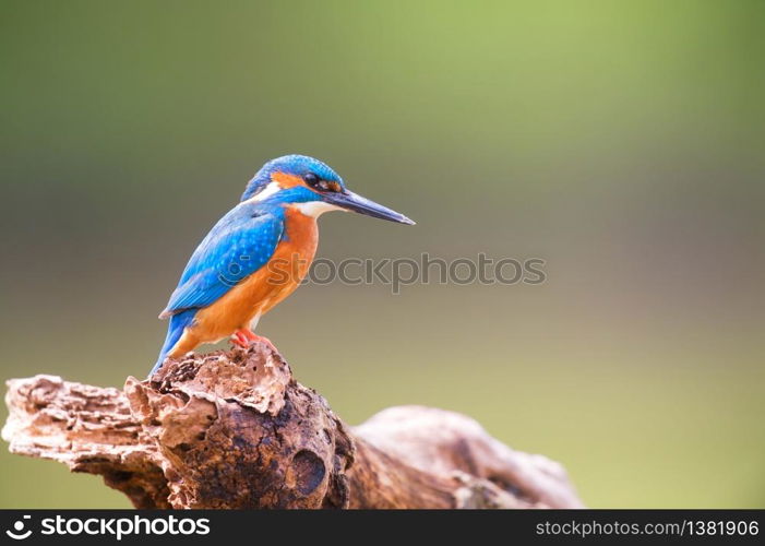 Common kingfisher on tree trunk