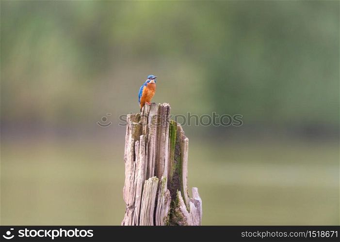 Common kingfisher on tree trunk