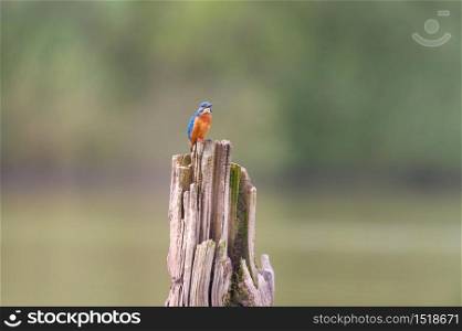 Common kingfisher on tree trunk
