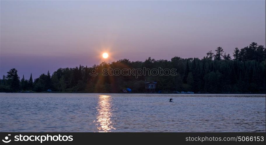 Common Loon (Gavia immer) swimming in the lake at sunrise, Lake of The Woods, Ontario, Canada