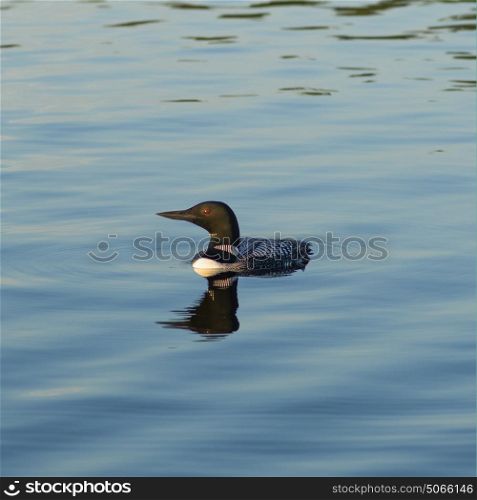 Common Loon (Gavia immer) swimming in the lake, Kenora, Lake of The Woods, Ontario, Canada
