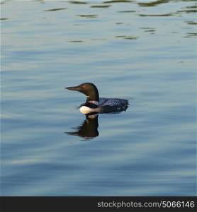 Common Loon (Gavia immer) swimming in the lake, Kenora, Lake of The Woods, Ontario, Canada