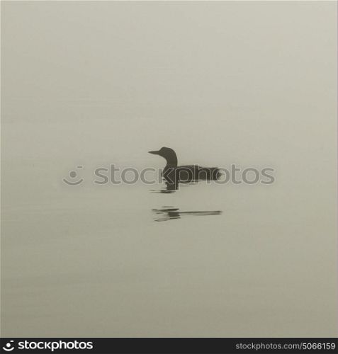 Common Loon (Gavia immer) swimming in the lake, Lake of The Woods, Ontario, Canada
