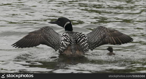 Common Loon (Gavia immer) with its chick in the lake, Lake Of The Woods, Ontario, Canada