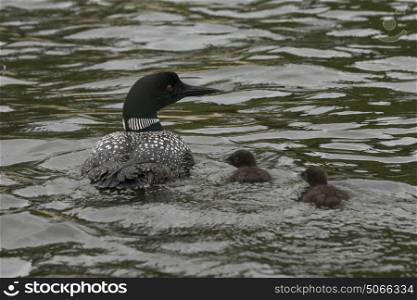 Common Loon (Gavia immer) with its chicks in the lake, Lake Of The Woods, Ontario, Canada