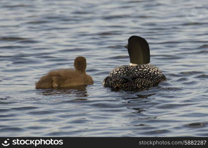 Common Loon (Gavia immer) with its young one in a lake, Lake Of The Woods, Ontario, Canada