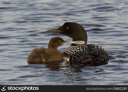 Common Loon (Gavia immer) with its young one in a lake, Lake Of The Woods, Ontario, Canada