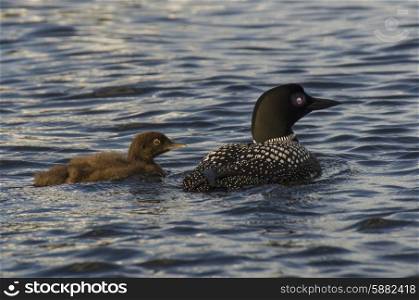 Common Loon (Gavia immer) with its young one in a lake, Lake Of The Woods, Ontario, Canada