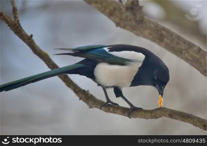 Common Magpie on tree brunch in winter time