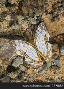 Common Map butterfly, Cyrestis thyodamas, Garo Hills, Meghalaya, India