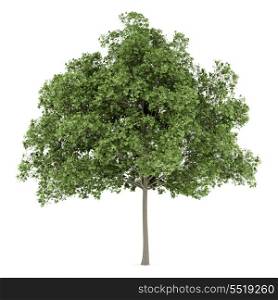 common maple tree isolated on white background