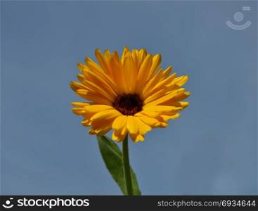 Common marigold at blue sky