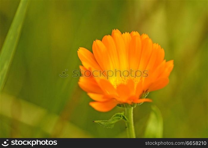 common marigold in a garden