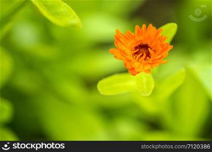 common marigold in a garden