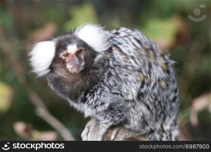Common Marmoset (Callithrix jacchus), a small primate from Brazil. Wei?b?schelaffe, (Callithrix jacchus) ein kleine Primatenart aus Brasilien
