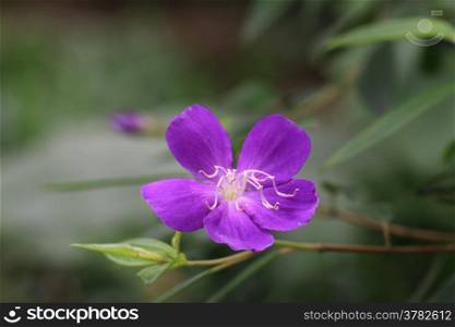 Common Melastoma, purple flower