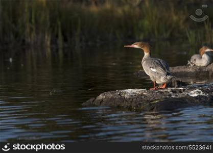 Common Mergansers on a rock, Kenora, Lake of The Woods, Ontario, Canada