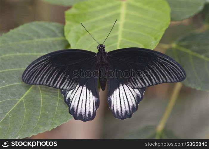 Common Mormon butterfly