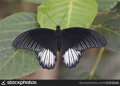 Common Mormon butterfly