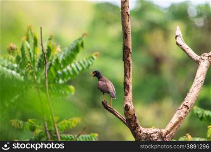 Common Myna bird (Acridotheres tristis) perching on the woodstick