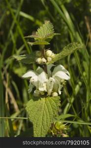 Common nettle, stinging nettle, Urtica dioica in flower, month of April, Spring, United Kingdom.