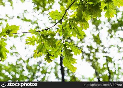 common oak twig with green leaves and blurred forest on background