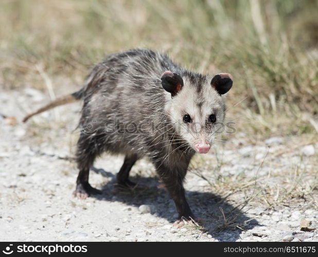 Common Opossum walking in Florida wilderness. Common Opossum walking