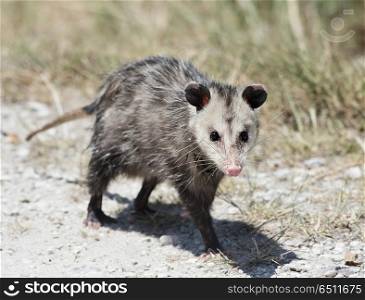 Common Opossum walking in Florida wilderness. Common Opossum walking