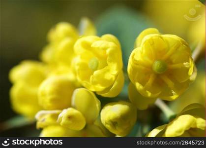Common or European Barberry