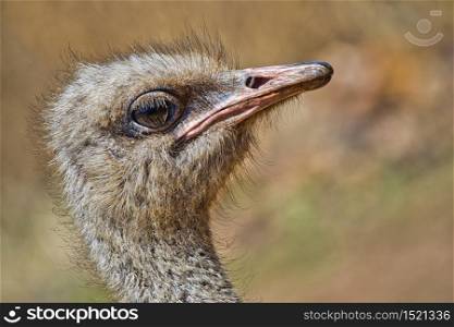 Common Ostrich Face Portrait, Rhino and Lion Nature Reserve, Gauteng, South Africa, Africa