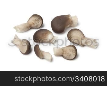 Common oyster mushrooms on white background