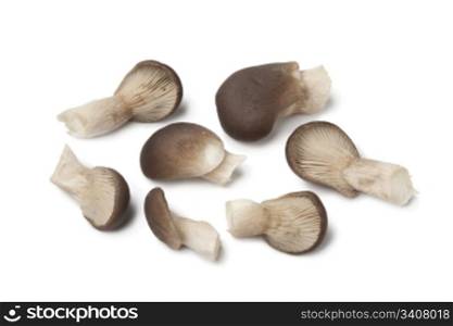 Common oyster mushrooms on white background