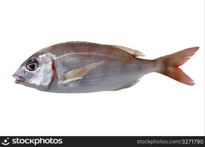 common pandora fish pagellus erythrinus isolated on white