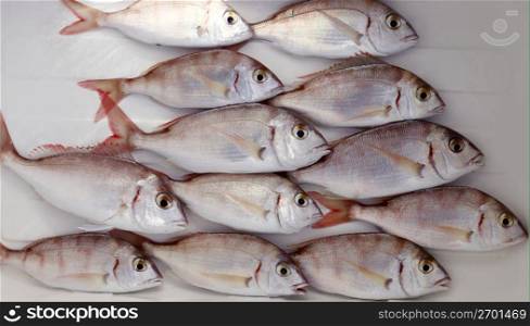common pandora fish pagellus erythrinus mediterranean catch