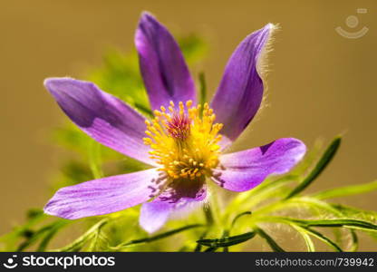 common pasque flower with flower