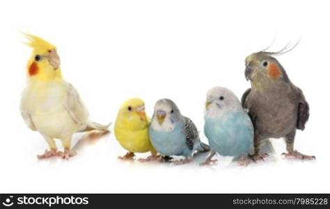 common pet parakeet and Cockatielin front of white background
