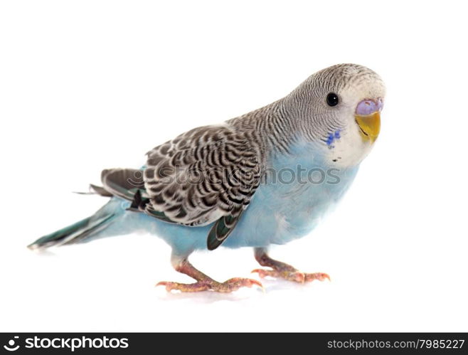 common pet parakeet in front of white background