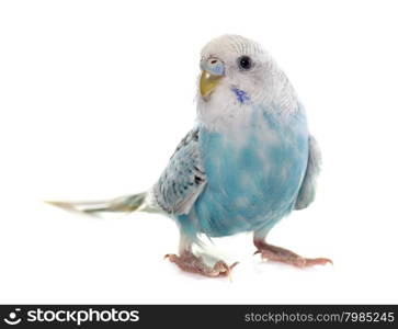 common pet parakeet in front of white background