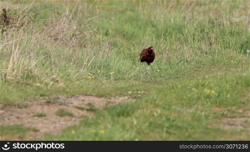 Common pheasant (Phasianus colchicus)