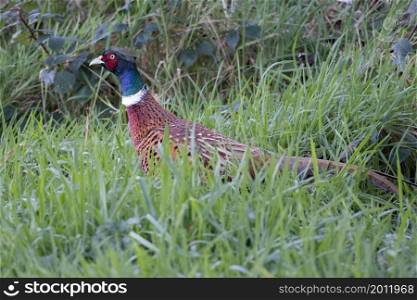 Common Pheasant (Phasianus colchicus) walking across a field in East Grinstead