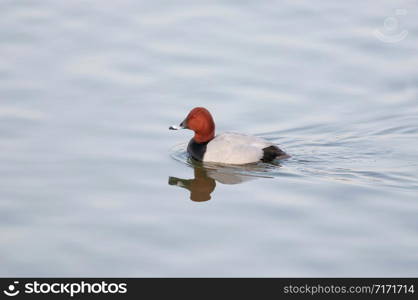 Common pochard Male, Aythya ferina, Jamnagar, India