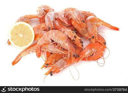 common prawn in front of white background