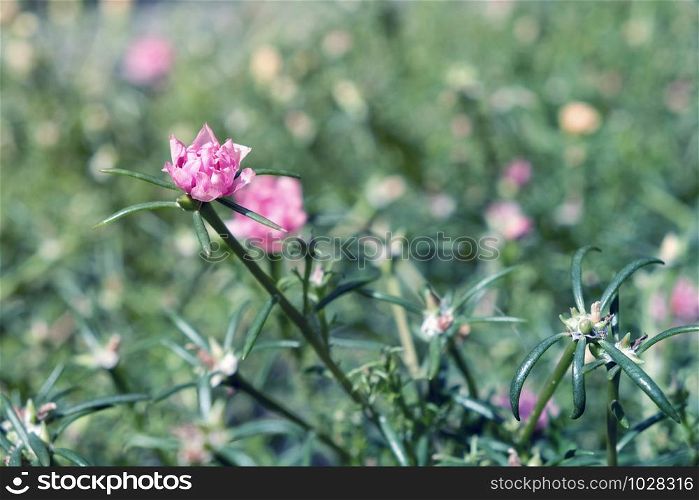Common Purslane flower in the garden