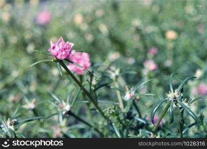 Common Purslane flower in the garden