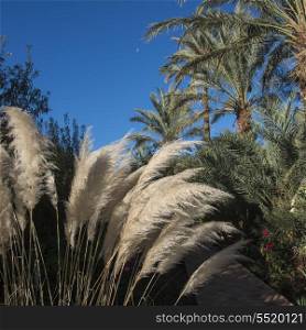 Common reed and palm trees at Dar Qamar, Agdz, Morocco