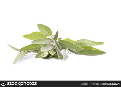 Common sage on white