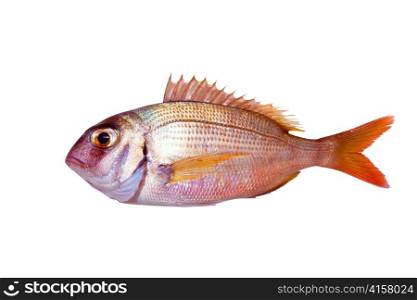 Common sea bream pagrus fish isolated on white