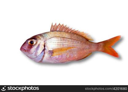 Common sea bream pagrus fish isolated on white